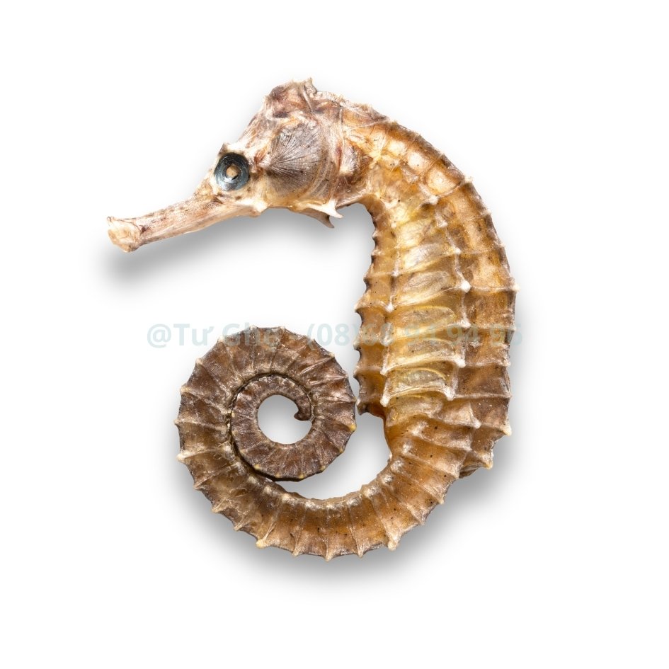 gia-ca-ngua-tu-nhien-1-con