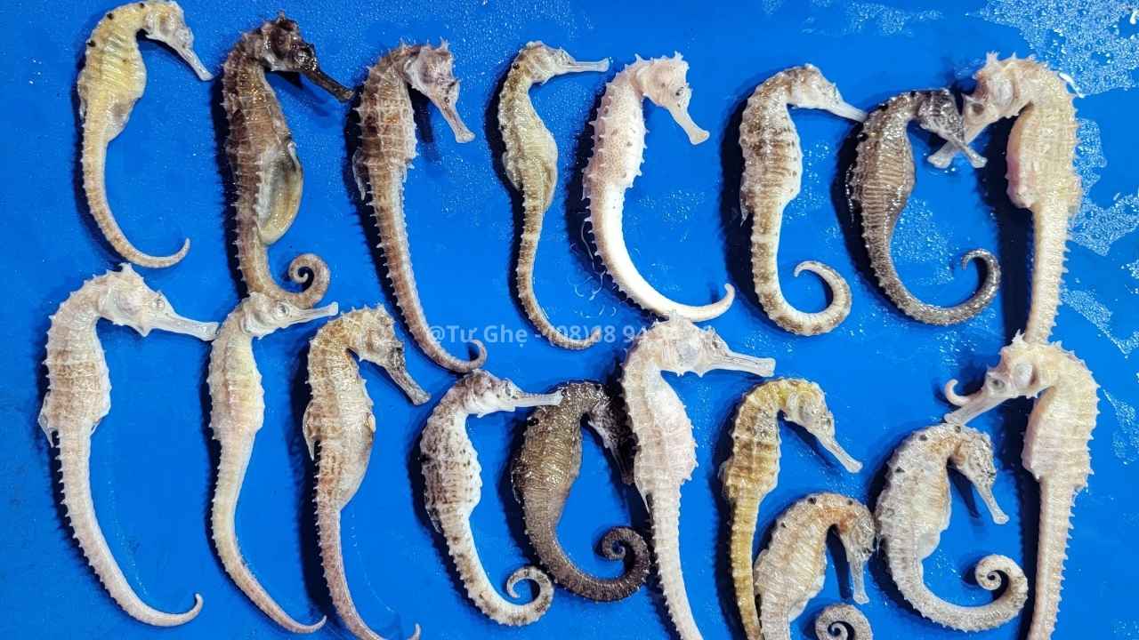 gia-ca-ngua-tuoi-dai-duong-tu-nhien