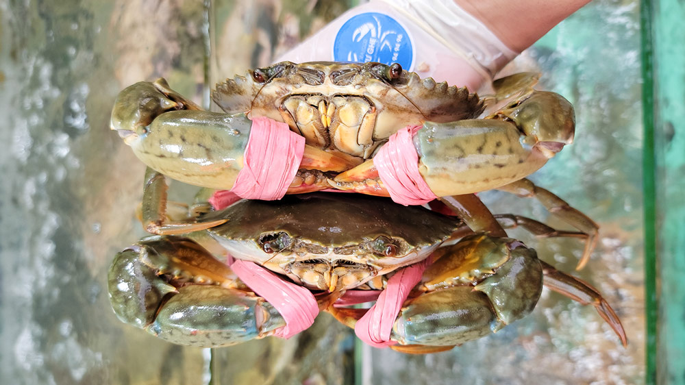 Giá Cua Thịt Cà Mau bao nhiêu, Giao cua bao ăn 1 đổi 1