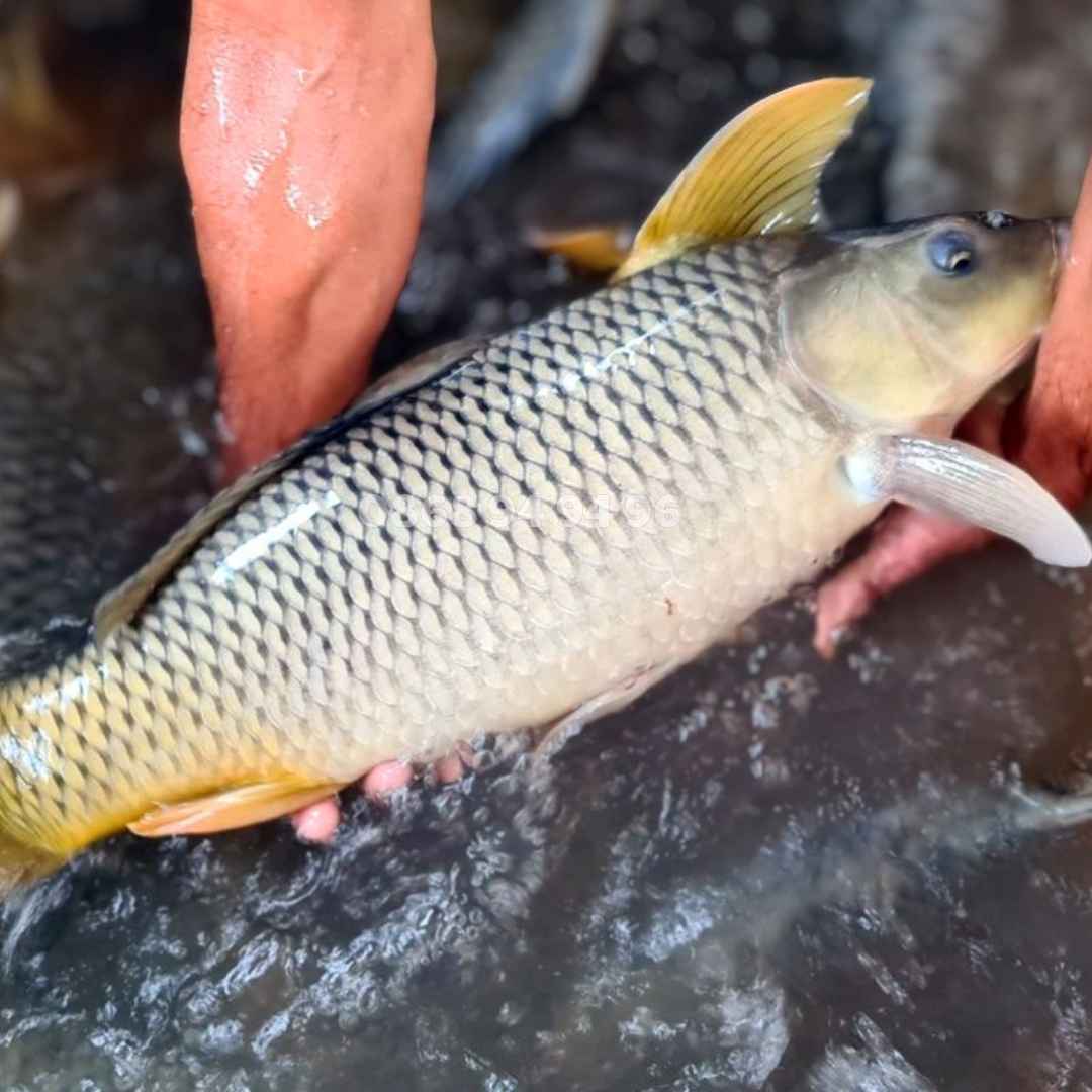 gia-dau-tam-nuoi-ca-chep-gion gia-dau-tam-nuoi-ca-chep-gion