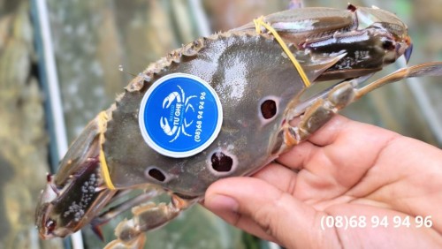 Bảng Báo Giá Ghẹ Ba Chấm Sống Bơi Hồ (Cập Nhật Tháng 4/2026) Tại Tư Ghẹ HCM