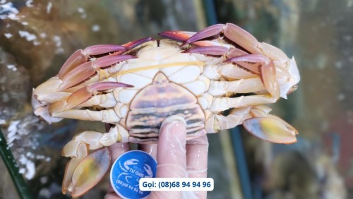 Bảng giá ghẹ sống các loại mới nhất 5/2026 tại Tư Ghẹ Hồ Chí Minh