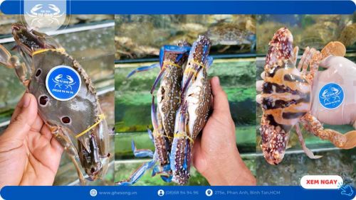 Giá Ghẹ Sống các loại mới nhất tại Tphcm