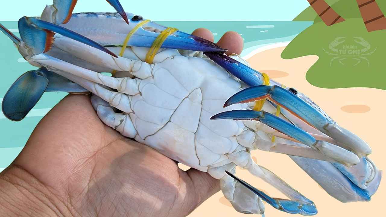 Bảng giá ghẹ xanh Phan Thiết theo mùa (Cập nhật 2026)
