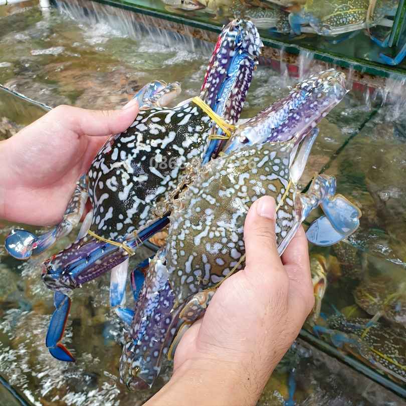 gia-ghe-xanh-song-moi-2026