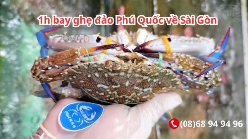 Cập Nhật Bảng Giá Ghẹ Xanh Phú Quốc Tại TPHCM Sống 100%, Đủ Size Cực Chắc