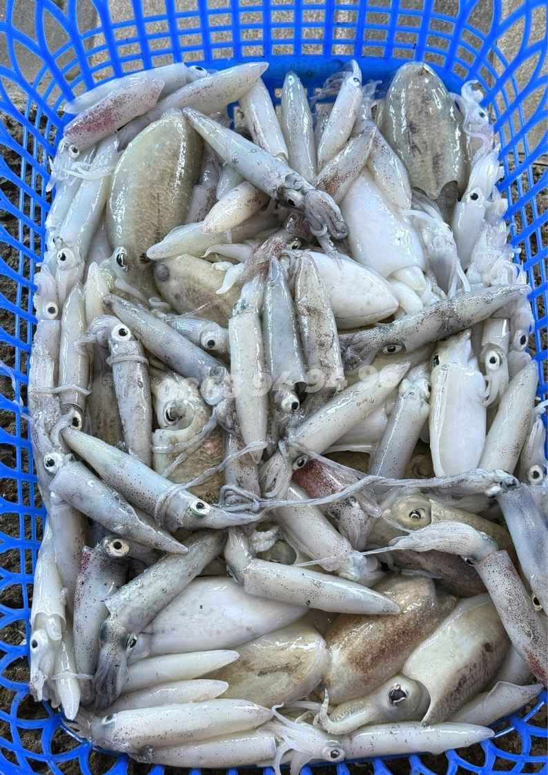 gia-muc-beo-tuoi-sach