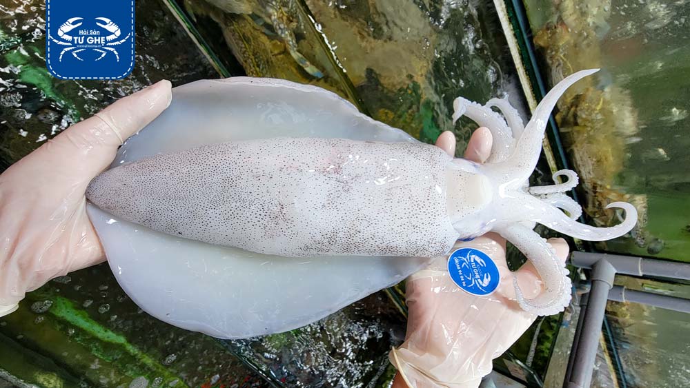 Giá Mực Lá Tươi Tại Tphcm