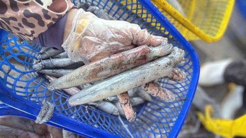 Giật Mình Với Giá Mực Ống Tươi 10-18Con Hôm Nay – Bí Kíp Đi Chợ Ngon, Bổ, Rẻ!