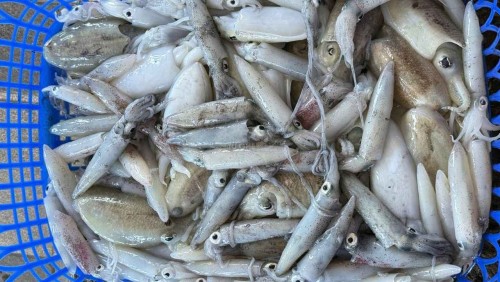 Mực Ống Tươi 30/40con KG Giá Bao Nhiêu tiền 1KG?