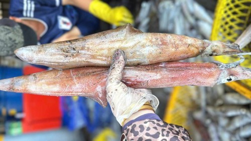 Giá Mực Ống Loại To Tươi Bao Nhiêu Tiền 1KG?