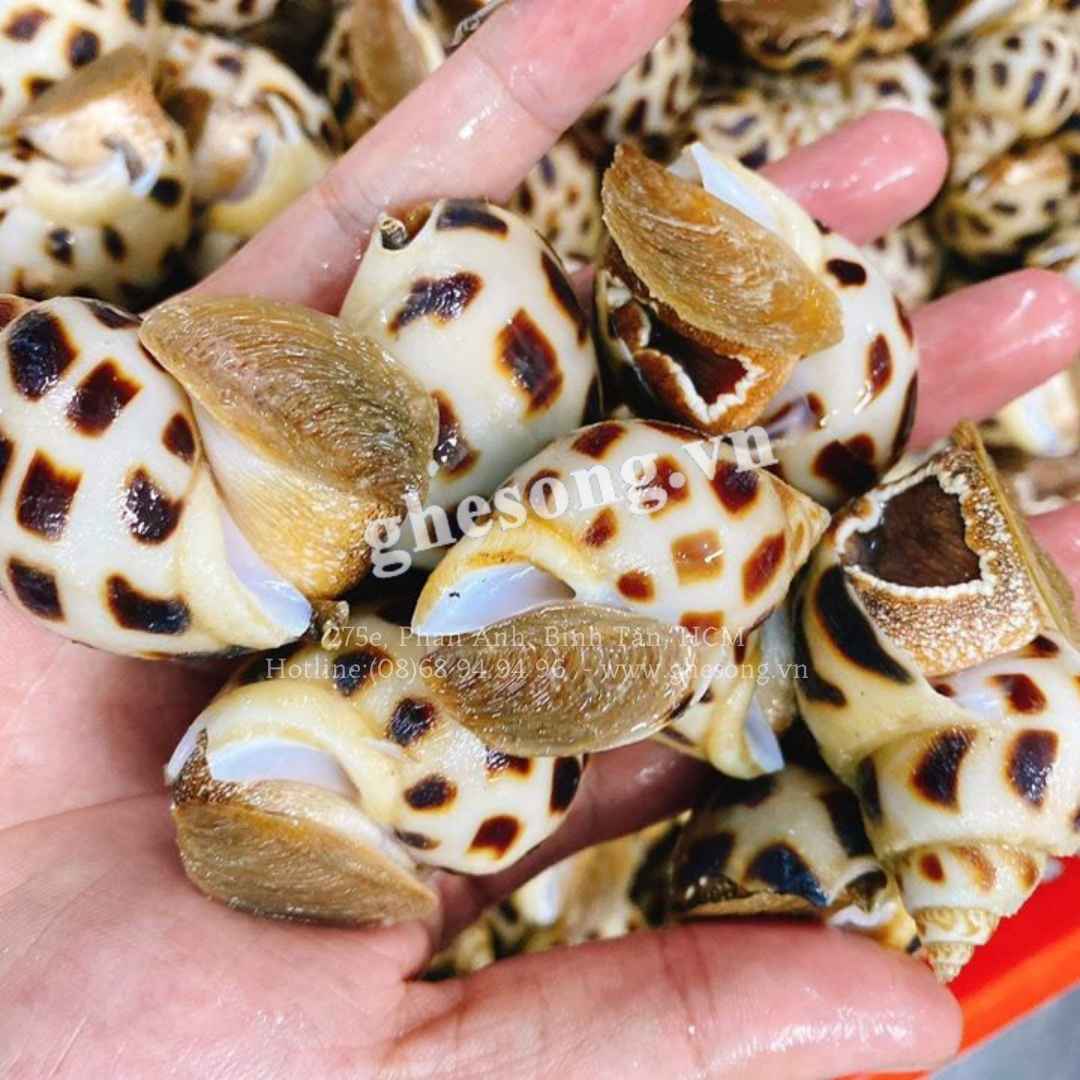 gia-oc-huong-moi-nhat-hom-nay gia-oc-huong-moi-nhat