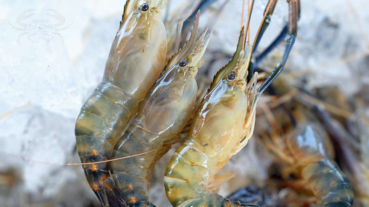 gia-tom-cang-tuoi-2026 gia-tom-cang-tuoi-2026