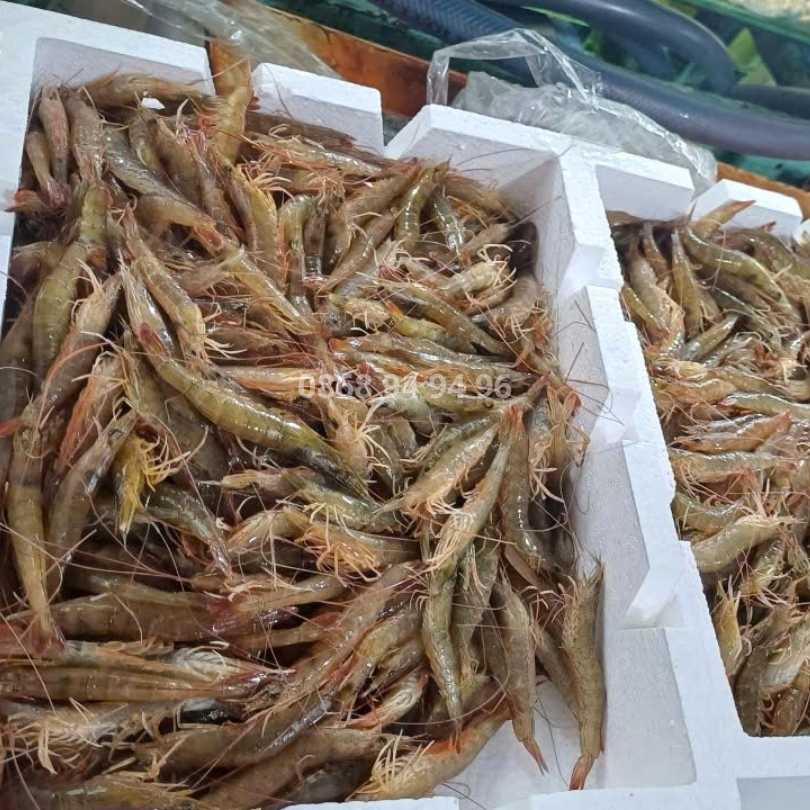 gia-tom-dat-tai-hoai-nhon