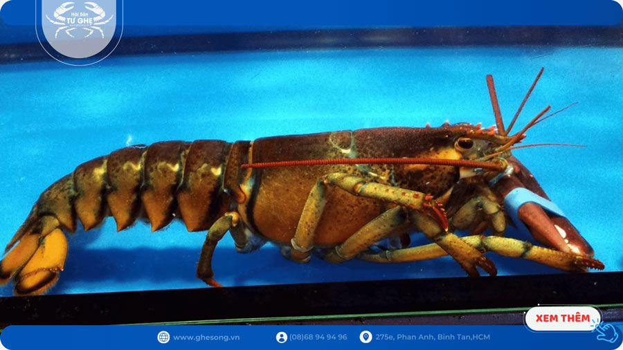 Giá tôm hùm Alaska sống tại TpHCM