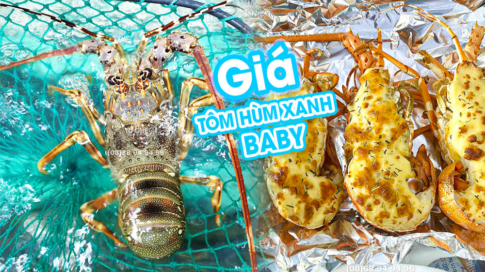 Giá tôm hùm xanh baby sống bao nhiêu tiền 1KG tại Tphcm