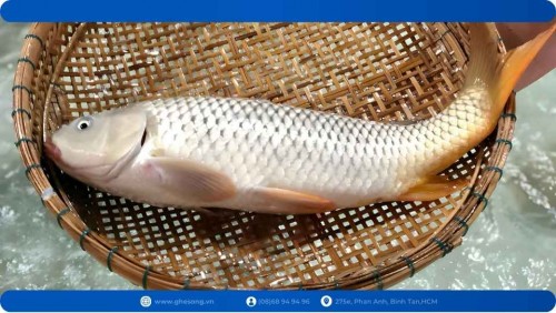 Giao cá chép giòn tại Bình Chánh Giá Vựa, Cá giòn ngon