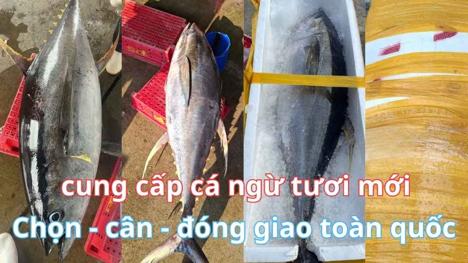 Giá bán cá ngừ đại dương Tại Hà Nội mới nhất 5/2026 