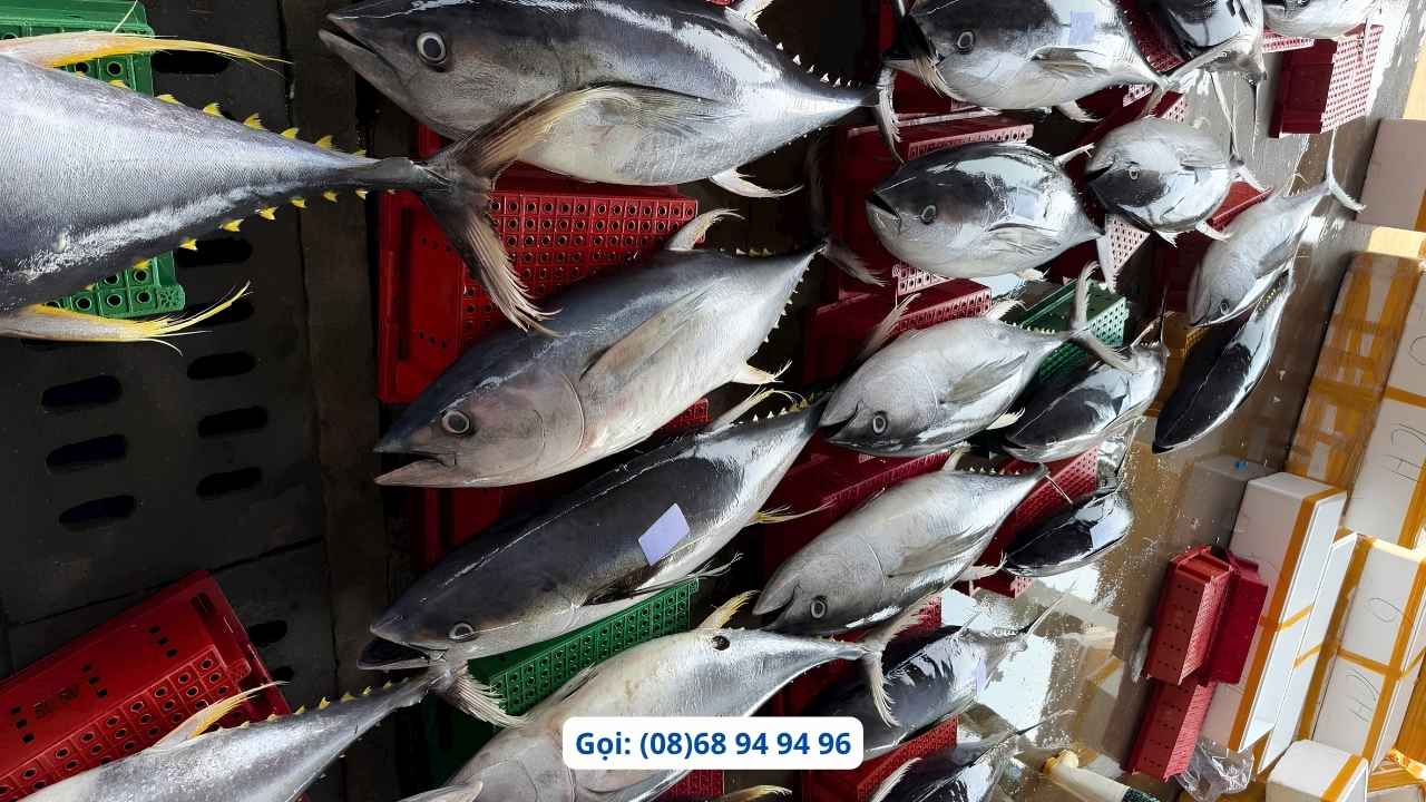 giao-ca-ngu-nguyen-con-gia-si-tai-cang-ca-binh-dinh-hcm giao-ca-ngu-nguyen-con-gia-si-tai-cang-ca-binh-dinh-hcm