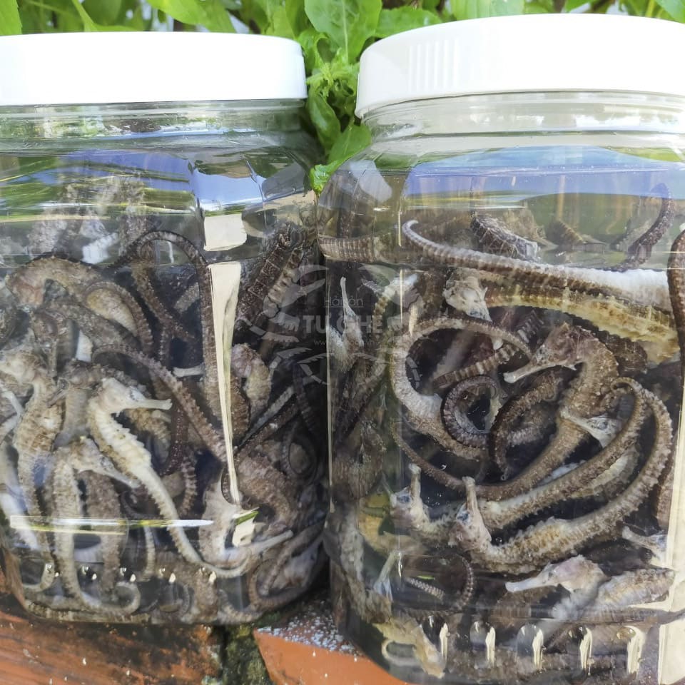 giao-ca-ngua-tai-da-lat giao-ca-ngua-tai-da-lat