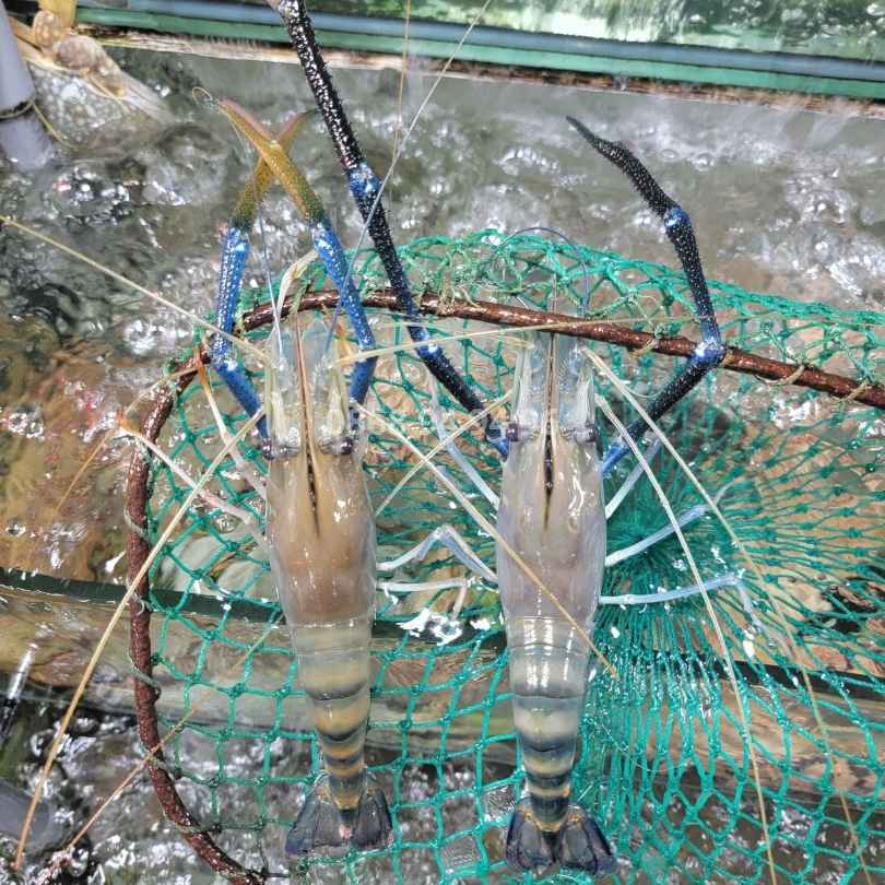 giao-tom-cang-xanh-gia-tot-tai-hoai-nho