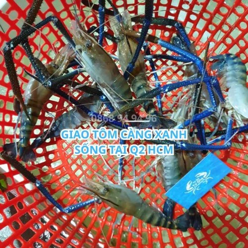 Giao Tôm Càng Xanh Sống Tại Q2 HCM