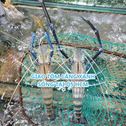 Tôm Càng Xanh Sống Tại Quận 5