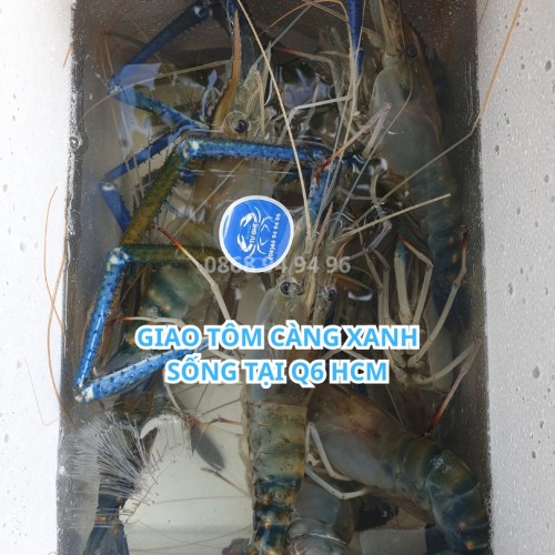 Tôm càng xanh sống quận 6 HCM