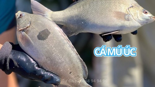 Nguồn Gốc Cá Mú Úc, Cá Bảo Ngọc Ở Đâu?