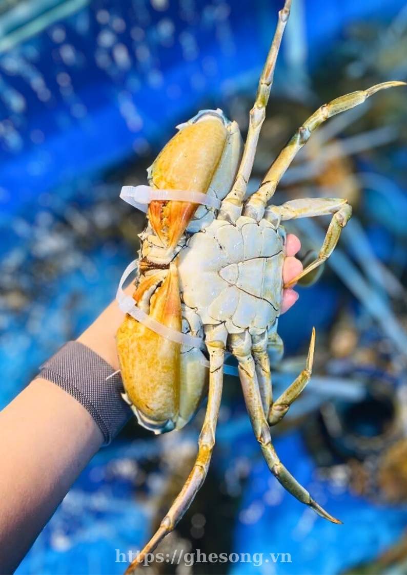 hai-san-cua-thit-ca-mau-bao-an hai-san-cua-thit-ca-mau-bao-an