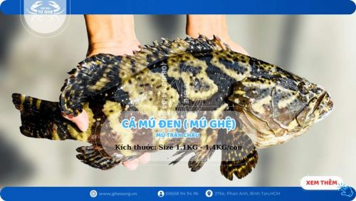 Hình ảnh thực tế cá mú sống tại Tư Ghẹ Tp.hcm