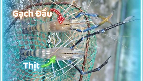 Bí Quyết chọn tôm càng gạch đầu: Cách soi vỏ & kẽ chân chuẩn 100%
