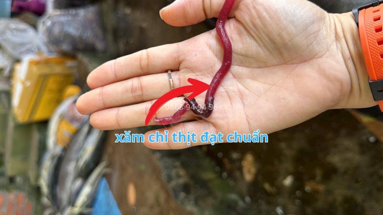 kiem-tra-chi-thit-ca-ngu-dai-duong-nguyen-con