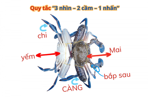 Bỏ túi 3 Quy Tắc này, chọn ghẹ không ngon mới lạ