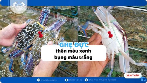 Làm thế nào để chọn được ghẹ chắc thịt, 5 cách chọn ghẹ chị em cần biết?