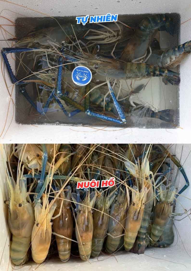 biet-duoc-tom-tu-nhien-hay-tom-cang-xanh-nuoi