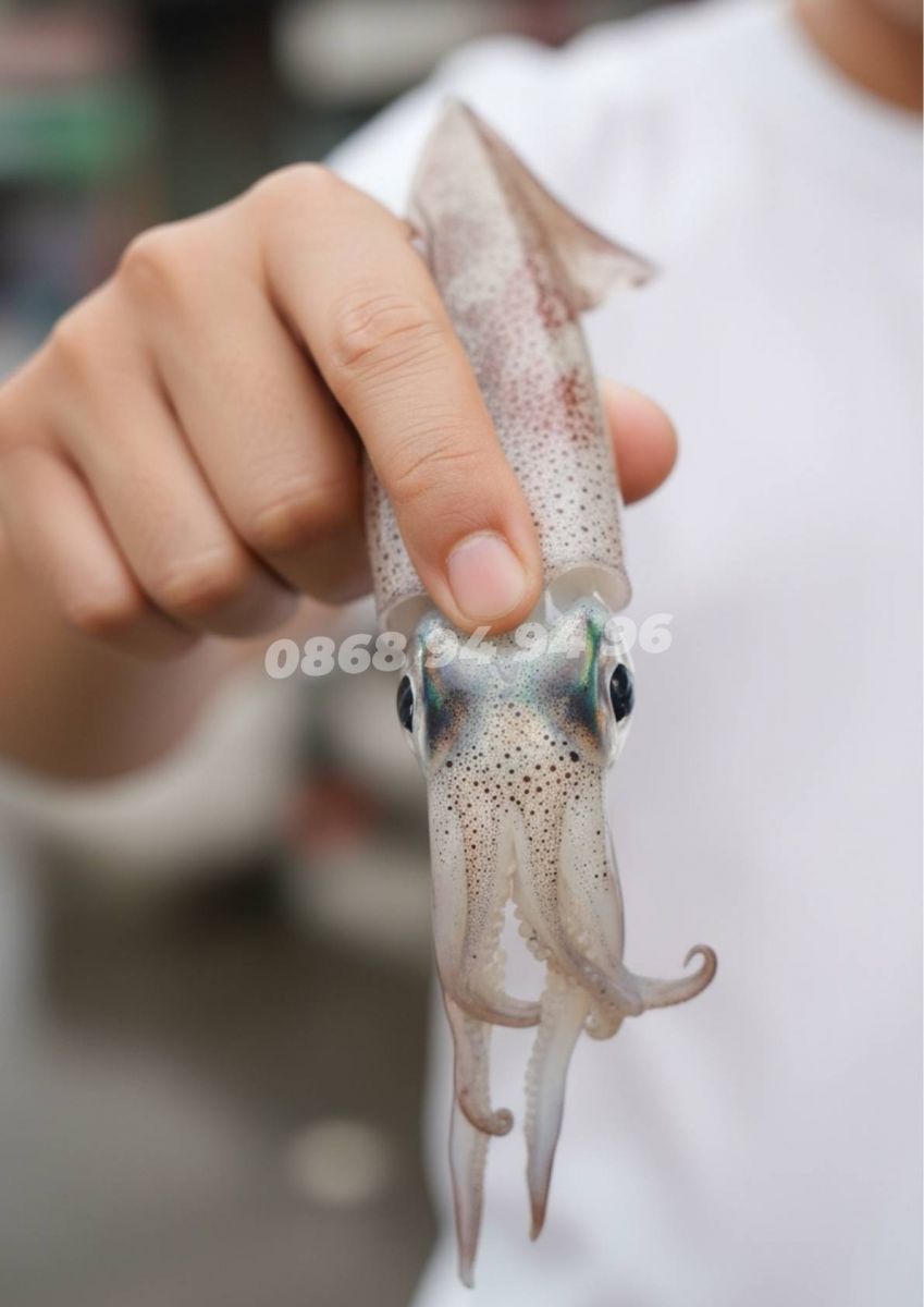 mat-muc-la-diem-chinh-biet-muc-con-tuoi-ngon