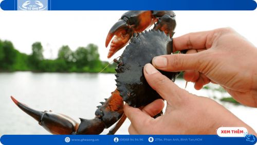 Chọn cua ghẹ chắc nhiều thịt như thế nào?