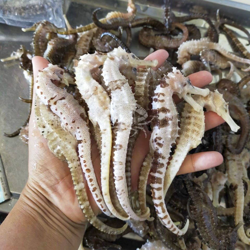 mua-ca-ngua-uy-tin-da-lat mua-ca-ngua-uy-tin-da-lat