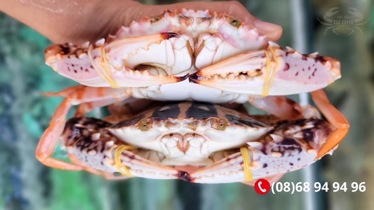 mua-ghe-bong-do-song-gia-tot-2026