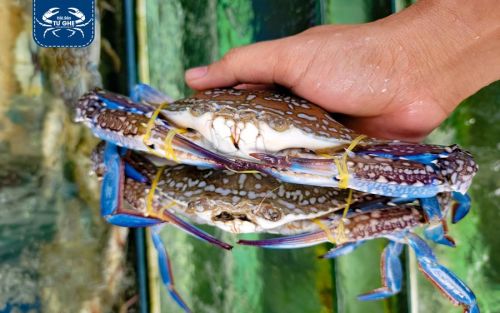 Mua ghẹ nên chọn loại nào ngon? Cách chọn ghẹ ngon cho người mới