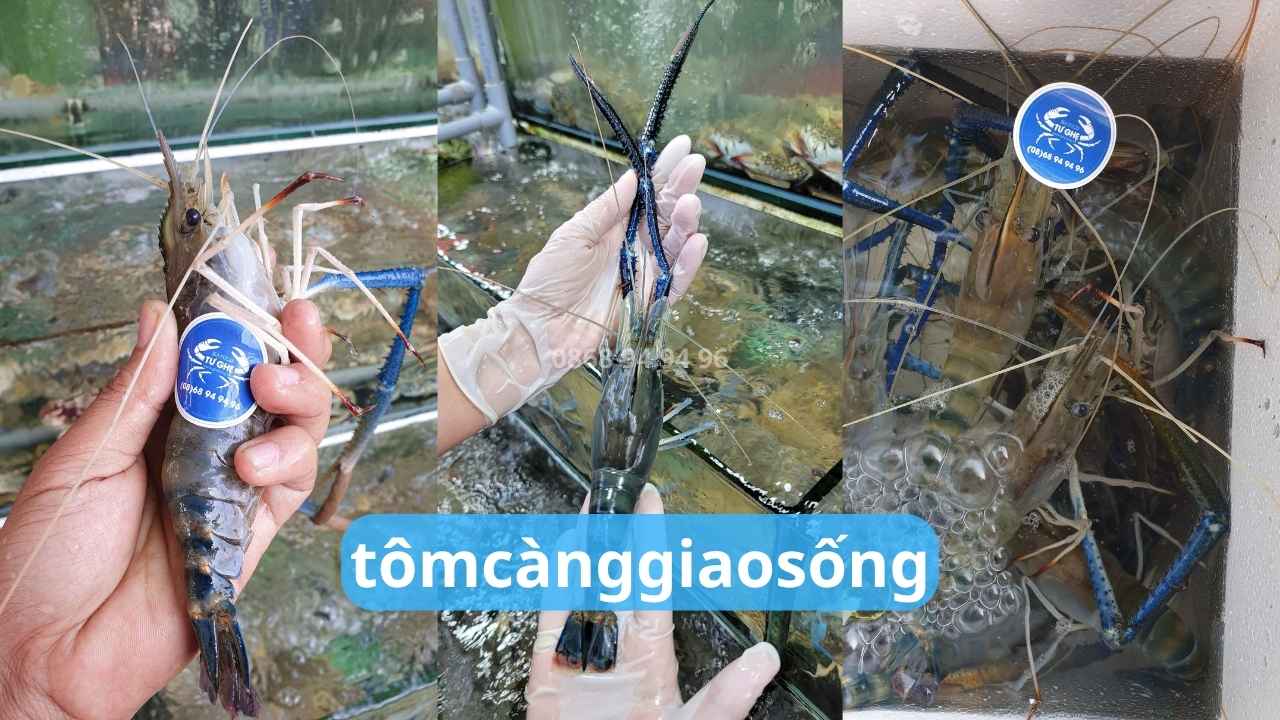 mua-tom-cang-song-hom-nay