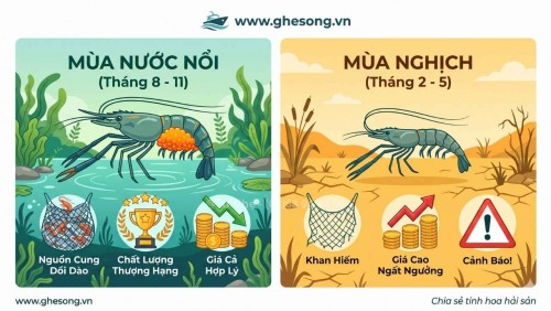 Mùa Tôm Càng Xanh Rộ Nhất Tháng Mấy? Lịch Ăn Tôm Ngon, Giá Rẻ Cho Bà Nội Trợ 2026