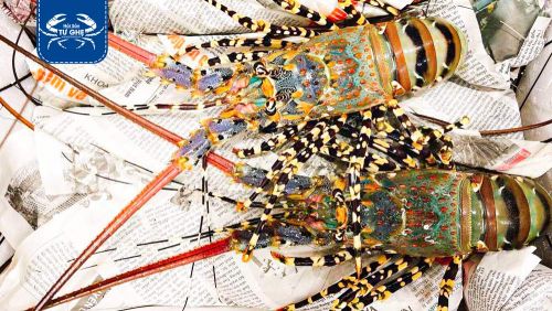 Địa chỉ mua tôm hùm sống giá rẻ, tôm hùm giao sống tận nơi