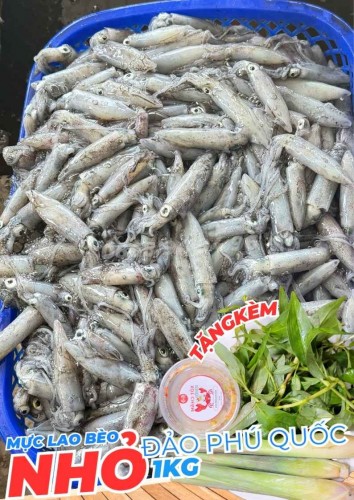 Mực Bèo, Mực Câu Nhỏ Phú Quốc