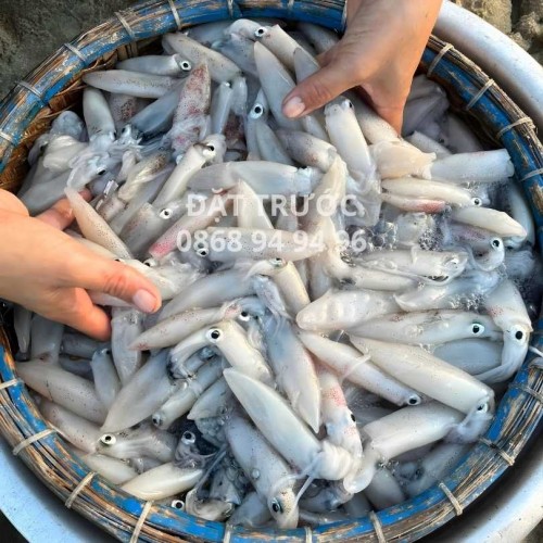 Mực ống cơm, mực mino size nhỏ