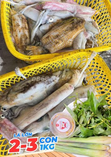 Mực Lá Đảo Phú Quốc 2/3con KG