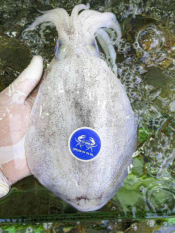 muc-la-phu-quoc-size-lon