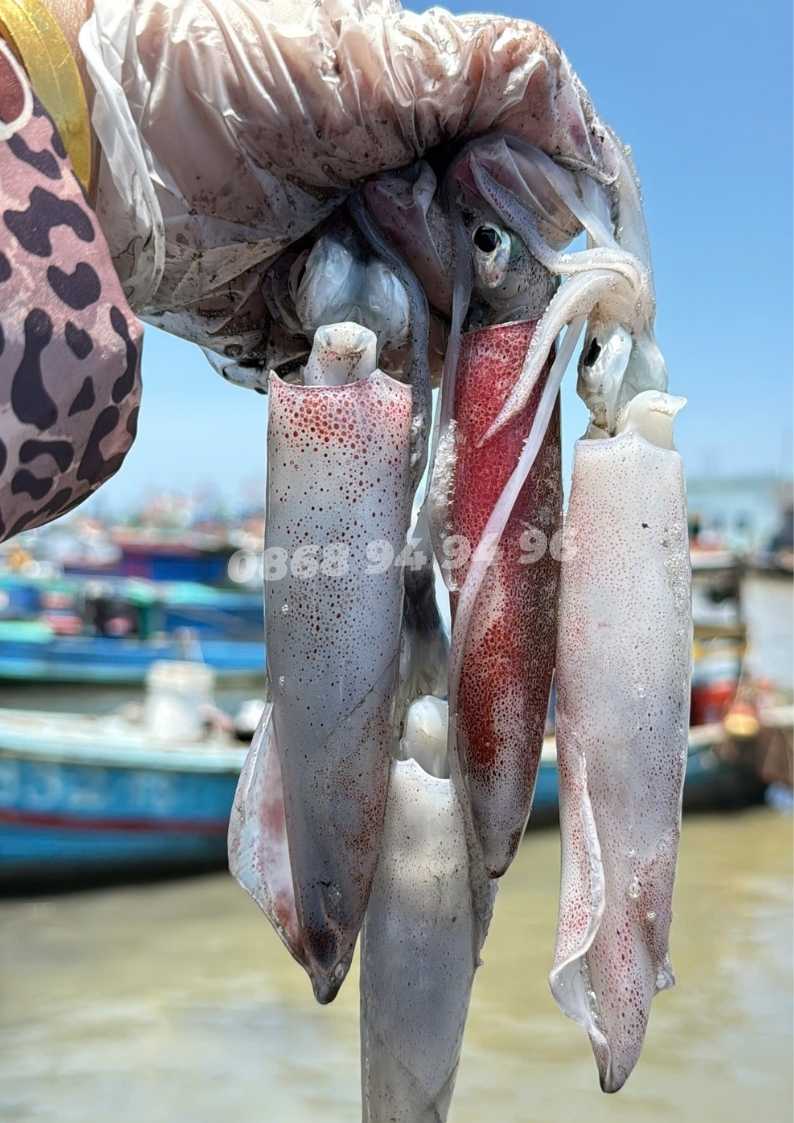 muc-ong-lao-hai-san-tu-ghe