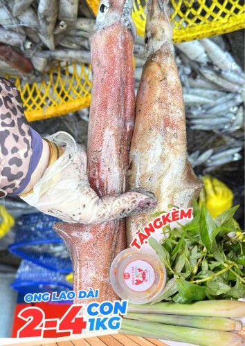 Mực ống Thước Phú Quốc